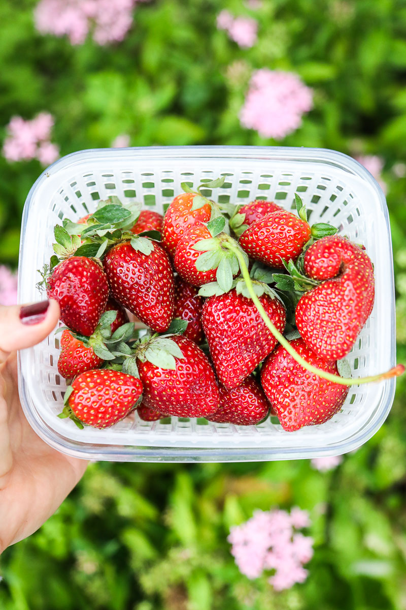 Fresh strawberries in a container