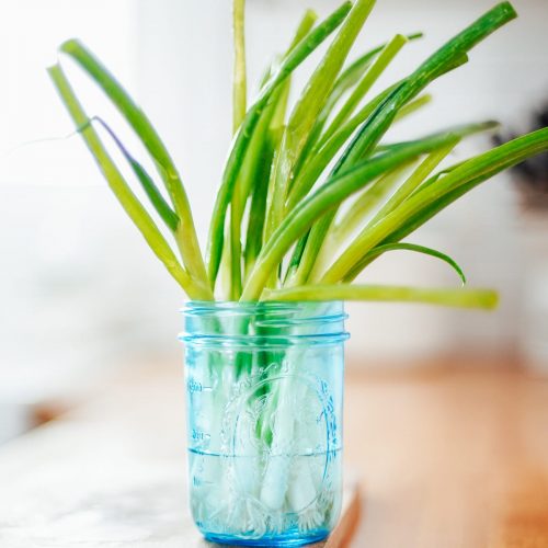best way to store green onions in jar with water